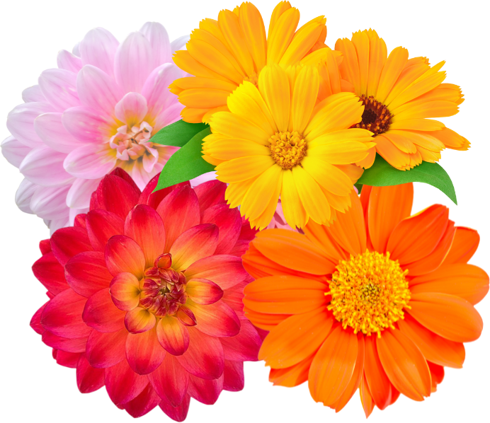 Custom Seed Packets With Wildflower Seeds Prefilled