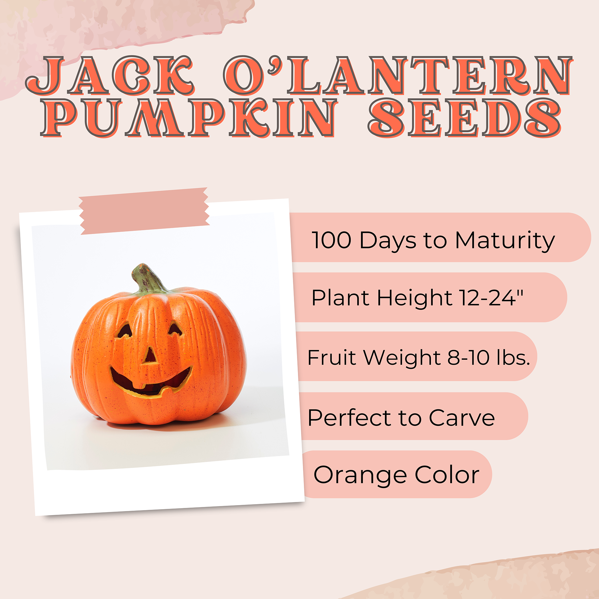 Jack O'Lantern Pumpkin Seeds for Planting - Bulk Party Favors Grow Garden